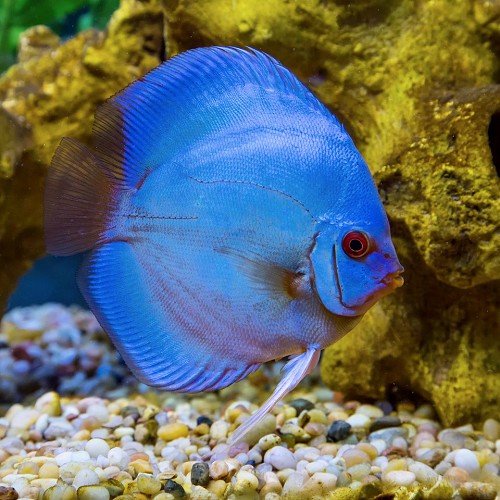 S.discus   Discus blue diamond 7-8 cm